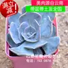 Envío Gratis de Plantas Suculentas Kunming Maduras con Macetas al por Mayor Interior Invernadero de Yunnan con Raíces Combinación de Plantas Suculentas en Maceta Suculenta