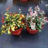 Rosas sin espinas con hojas de flor Arbusto Cubresuelos Planta verde Macizo de flores de jardín Flores hidropónicas Plantas resistentes Rosa sin espinas con hojas de flor Maceta pequeña 120