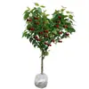 Plántulas de Cerezo Imperial Rojo de Una Pieza para Envío Directo, para Plantar en Jardines en el Norte y el Sur, Plántulas de Cerezo Frutal Injertadas Extra Grandes Resistentes al Frío
