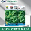 Sementes Comestíveis de Couve Enrugada, Sementes de Repolho Resistentes ao Calor, Sementes de Vegetais para Vasos de Varanda de Primavera, Outono e Inverno