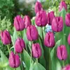 Semillas de bulbos de tulipán, bulbos holandeses de pétalo simple de 5 grados, flores de interior en maceta, florecen todo el año, fáciles de cuidar, aptos para cultivo hidropónico, venta al por mayor