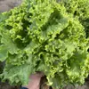 Semillas de Verduras, Colza de Primavera, Verduras Fáciles de Cultivar en el Balcón Familiar, Cilantro, Espinaca, Semillas de Rábano, Semillas de Verduras de Cuatro Estaciones