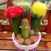 [Cactus Tricolor] Planta Auspiciosa Tres Tesoros Combinación de Bolas Tricolor Escritorio Balcón Planta a Prueba de Radiación Planta en Maceta