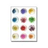 Nail Art Planta Natural Flor Seca Jóias Estilo Japonês Gympani Unhas Coloridas Grandes Flores Secas 12 Cores Decoração de Unhas DIY