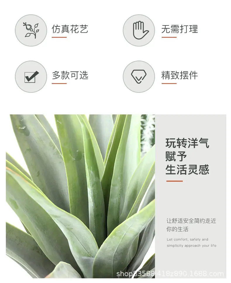 23叶粗杆剑麻_02.jpg