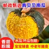 Selección Postal Guoshukang Origen Weifang Entrega Directa Calabaza Beibei Madura Naturalmente Dulce y Pegajosa Grano Entero Suplemento Alimenticio para Bebés