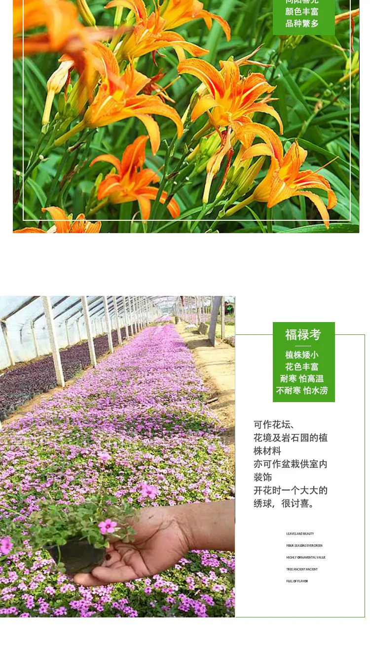 详情页_05