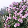 Mudas de Rosa Flor Única para Dropshipping, Trepadeiras Que Florescem o Ano Todo, Rosas Trepadeiras de Jardim, Plantas Trepadeiras de Parede com Flores Grandes, Flores