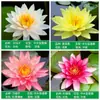 Plantas Hidropônicas de Nenúfares para Dropshipping, Flores de Lótus Cultivadas em Água o Ano Todo, Nenúfares em Vasos, Raízes Grandes de Nenúfar para Lagos