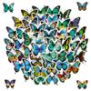 50 Adesivos de Borboleta de Flor Azul adesivos AliExpress Amazon Cross Border Color Butterfly Graffiti Stickers