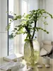 Serviço de Dropshipping para Árvores Bonsai de Folha Pequena de Ligustrum Hidropônico, Plantas Ornamentais Perenes com Folhagem e Caules, Galhos e Flores Recém-Cortados