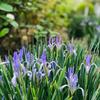 Sementes de Centáurea Perene no Atacado de Várias Regiões, Sementes de Dianthus Multicolores, Flores Medicinais, Flores de Trigo Gigantes, Sementes para Jardinagem