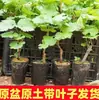 Mudas de Uva Sunshine Rose Sapphire para Plantio em Varanda e Jardim, Árvores Frutíferas com Terra, Plantas em Vasos Adequadas para Regiões Norte e Sul, Produzem Frutos no Mesmo Ano