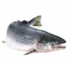 Salmão Inteiro Refrigerado Coroa Faro Salmão Norueguês Islandês, Exclusivamente para Restaurantes Japoneses e Sushibares, Salmão do Atlântico