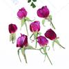Ramificado lateral pressão rosa broto material de flor seca diy planta flor flor real espécime de planta marcador em relevo