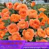 Dropshipping de mudas de rosas, plantas verdes em vasos, mudas com flores o ano todo, plantas verdes para pátio, flor de rosa, sol de rosa