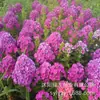 180 Variedades de Sementes de Flores Não Repetitivas, Fáceis de Cultivar em Todas as Estações, Podem Afastar Mosquitos, Adequadas para Varandas Internas e Externas, Distribuição Transfronteiriça
