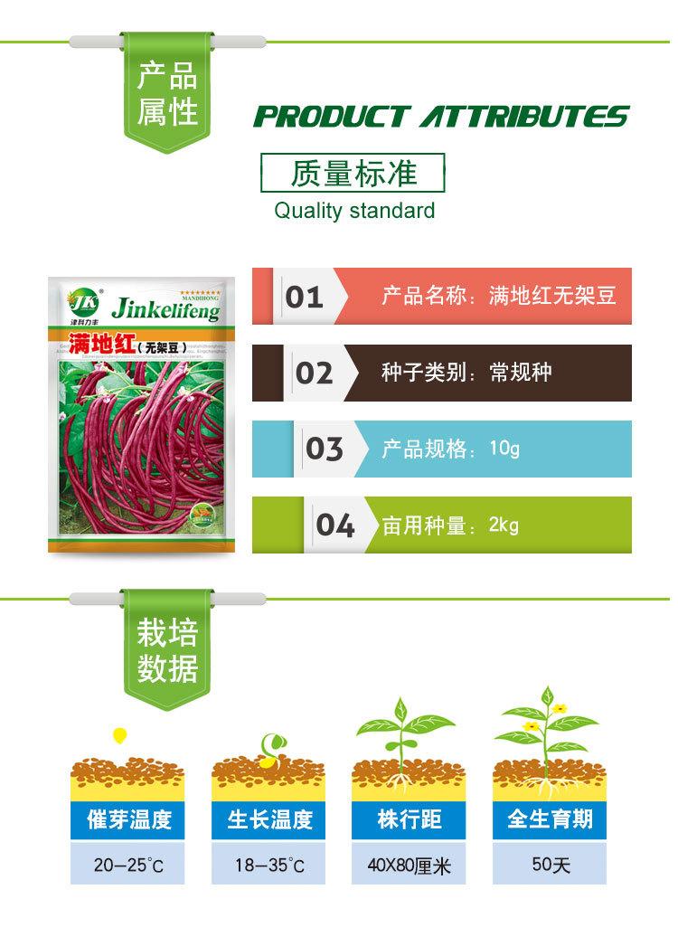 满地红无架豆