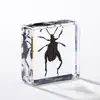 A Fábrica de Artesanato Zhongkun vende espécimes de insetos genuínos como itens decorativos, embutidos em resina de alta transparência, como brinquedos científicos educativos para crianças.