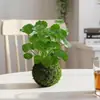 Bola de musgo Grama-moeda hidropônica fácil de cuidar para interior sem ansiedade pequena planta em vaso escritório mesa de centro desktop planta verde de interior