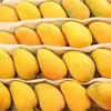 Manga Xiaotainong de Hainan 5kg Manga Xiaotainong Colhida na Hora Fruta Tropical da Estação Especialidade Manga Frete Grátis