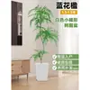 Planta Viva Jacaranda Sala de Estar Planta Grande en Maceta Interior Fácil de Mantener de Pie Flor Real Paisaje Jardinería para Absorber Formaldehído
