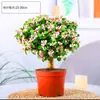 Bonsái Árbol de Jade Ramas Doradas Hojas de Jade Protección contra Radiación Interior Purificación del Aire Plantas Verdes Flores Temporada Más Plantas Suculentas Plántulas