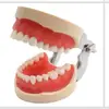 Modelo de Preparación Dental Práctica de Enseñanza Modelo de Agujero de Preparación 32 Dientes Gingiva Removible Agujero de Preparación