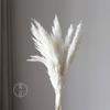 Pequenas flores secas de junco Chai flores eternas Atacado de fábrica Pequeno junco Pampas buquê de flores secas ornamentos de decoração de casamento nórdico