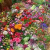 Novas Sementes Flores Perenes Mistas