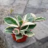 Flor Folha Bola Orquídea Rosa Variegada Bola Borda Dourada Flores Plantas Verdes Varanda Pendurar Trepadeira Plantas Floridas Plantas em Vasos Interior