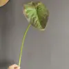 Hojas Artificiales de Alocasia para Fotografía de Bodas Decoración de Plantas para el Hogar Estilo Bosque Material Floral
