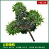 Simulación de hojas de baniano, hojas de arce rojo, hojas de ginkgo, ramas falsas, hojas de otoño, ingeniería, decoración, plantas verdes, paisajismo, venta al por mayor