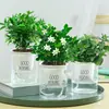 Plantas Hidropónicas Favoritas de los Agricultores Bonsái de Escritorio Plantas Verdes Planta Roja de la Suerte Plantas Pequeñas en Maceta Escritorio de Oficina Plantas Verdes Pequeñas Fáciles de Cuidar