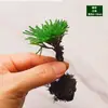 Materiais DIY para Micro-Paisagismo com Musgo, Planta Única de Grama em Rede, Plantas Verdes Frescas para Aquascaping, Samambaias para Paisagismo de Aquário-Terrário