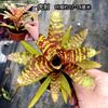 Piña Linda Colorida Piña Selva Tropical Tanque de Agua y Tierra Ecológico Plantas Acuáticas Terrario para Reptiles Paisajismo Plantas Epífitas de Uso Común