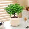 Plantas en Maceta Auténticas de Madera de Pimienta Fragante para Sala de Estar y Escritorio de Oficina Repelente de Mosquitos Plantas Verdes Plantas de Bonsái de Tocón Viejo Son Fáciles de Cuidar