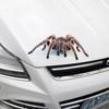 Pegatinas divertidas de PVC con dibujos de animales para coche, pegatinas tridimensionales para cubrir arañazos, pegatinas decorativas para carrocería