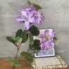 Simulación transfronteriza de flores de Bauhinia para interiores, paisajismo, ramo colgante de flores suaves de comercio exterior, flores de simulación al por mayor