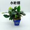 Paisajismo Acuario Plantas Reales Set Completo Bambú Creativo Set Bambú Falso Adornos de Piso Bonsái Acuario Paisaje Acuático
