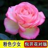 Dropshipping [Plántulas Grandes de Siete Años] Plántulas de Rosas Rosas en Maceta Plántulas de Rosas Plantas Verdes de Interior y Exterior Balcón Oficina