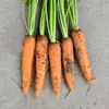 Coleção de Sementes de Rabanete no Atacado, Rabanete Verde de Outono, Cenoura, Rabanete Branco, Rabanete Fruta, Sementes de Rabanete Legume de Família