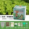 Plantas en Maceta Hechas a Mano para Niños Estudiantes de Primaria para Observar el Crecimiento de las Plantas Cultivo y Germinación DIY Mini Plantas Verdes en Maceta