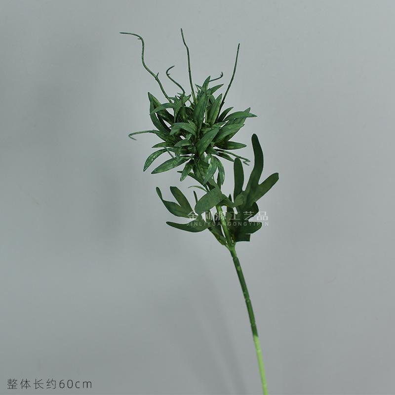 小昙花