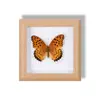 Espécime de Borboleta Real Pintura Decorativa de Pendurar Ornamento de Borboleta Laranja Rosa Moldura de Madeira Maciça Presente para Melhor Amigo Nicho Comemorativo Item Criativo