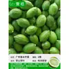 Mudas Pequenas de Limão Laranja Verde de Hainan Mudas de Semente de Limão Kumquat Em Vasos Sala de Estar Interna Varanda Árvore Frutífera Mudas de Frutas o Ano Todo