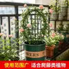 Planta trepadora frondosa, flores coloridas para todas las estaciones, planta en maceta, follaje colorido, maceta colgante, planta trepadora de balcón, planta verde, planta de jardín, planta colgante