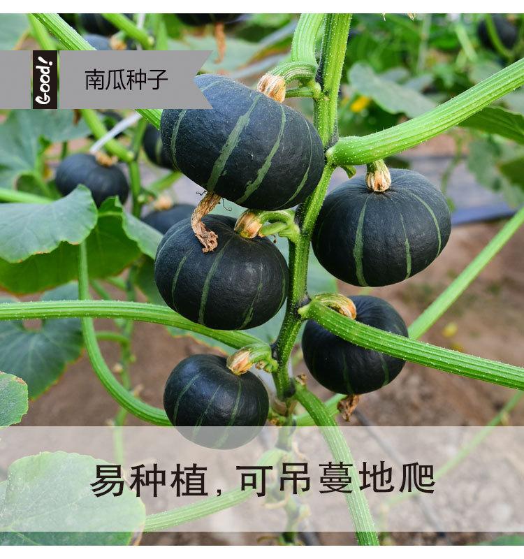 黑贝南瓜03-2