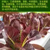 Semillas de Col Pavo Real, Semillas de Lechuga Cuatro Estaciones, Plantas en Maceta para Jardín de Balcón, Semillas de Verdura Pavo Real Morado Erguido de Maduración Temprana
