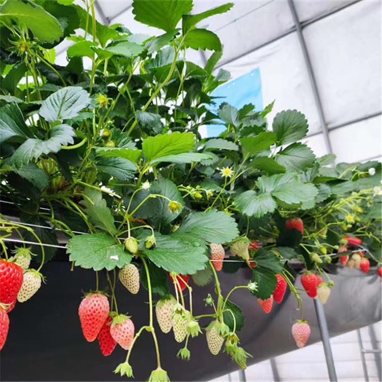 微信图片_20200529101323_副本